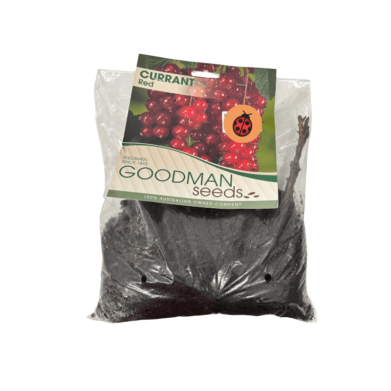 Redcurrant Pre-Pack