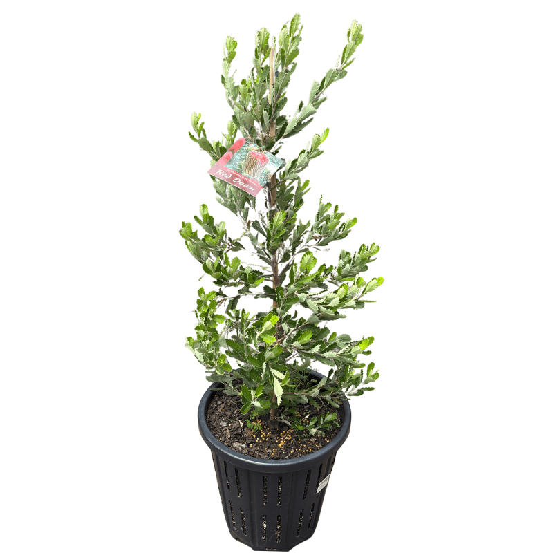 Banksia praemorsa 'Red Dawn' 33cm