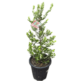 Banksia praemorsa 'Red Dawn' 33cm