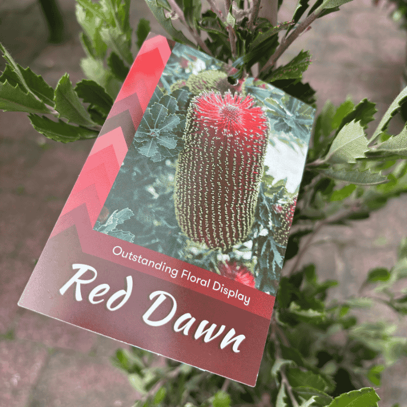 Banksia praemorsa 'Red Dawn' 33cm