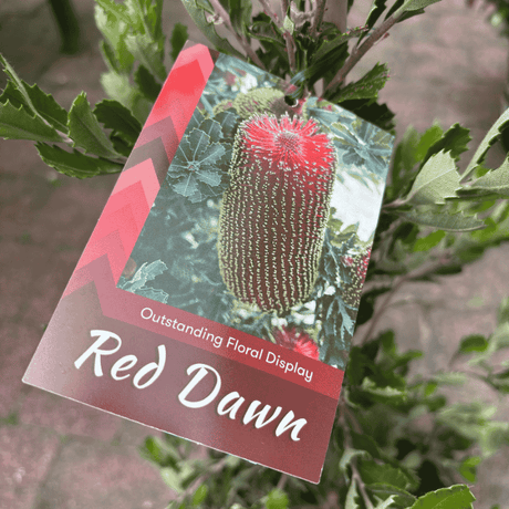 Banksia praemorsa 'Red Dawn' 33cm