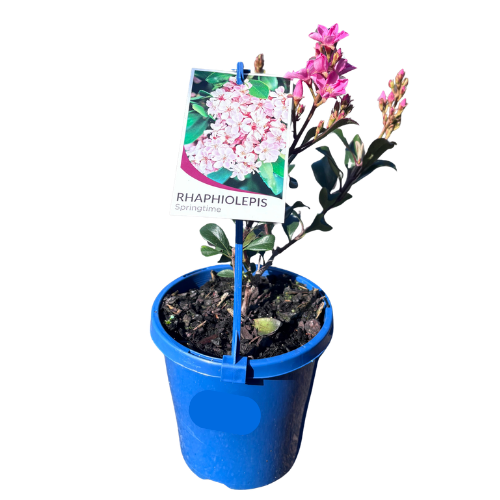 Rhaphiolepis indica Springtime 15cm