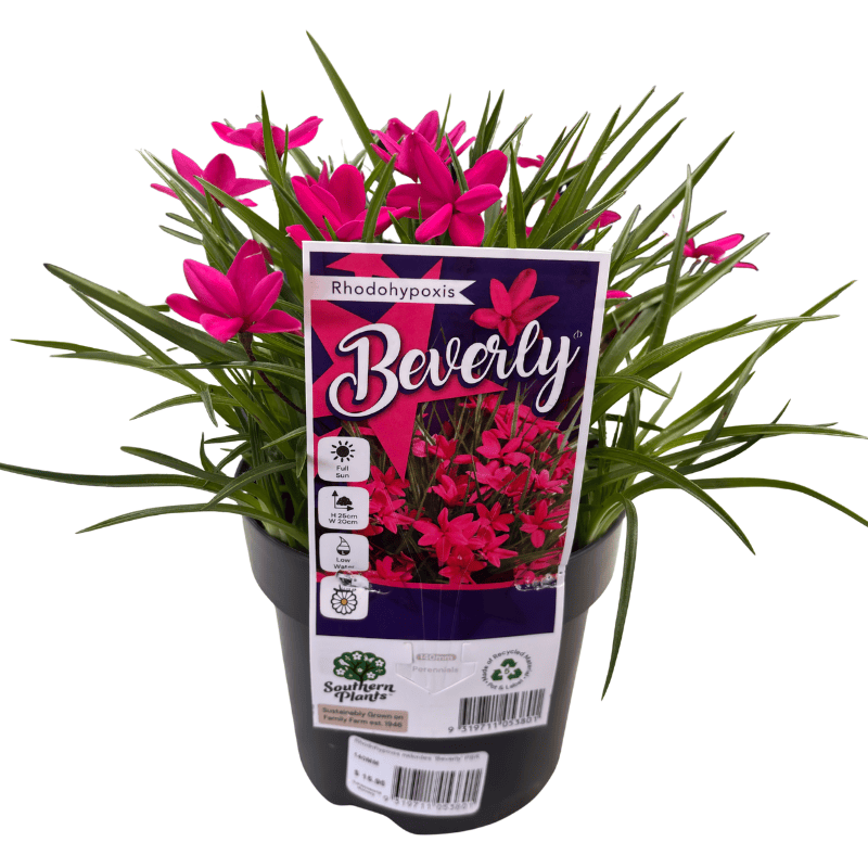 Rhodohypoxis Beverly 14cm