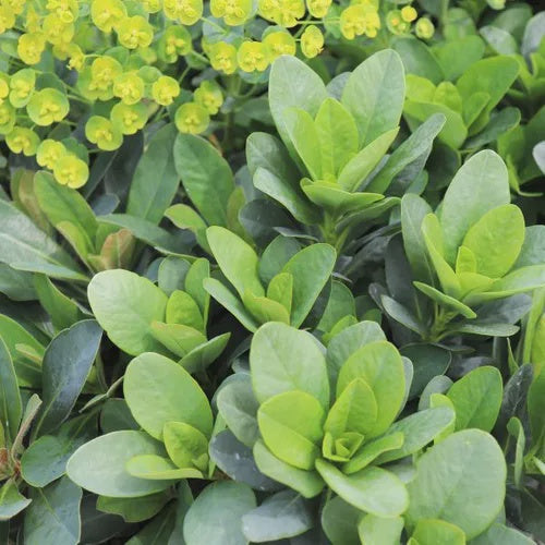 Euphorbia robbiae_17cm