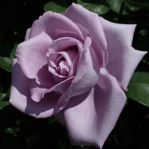 Rose Blue Moon 3ft Standard 25cm