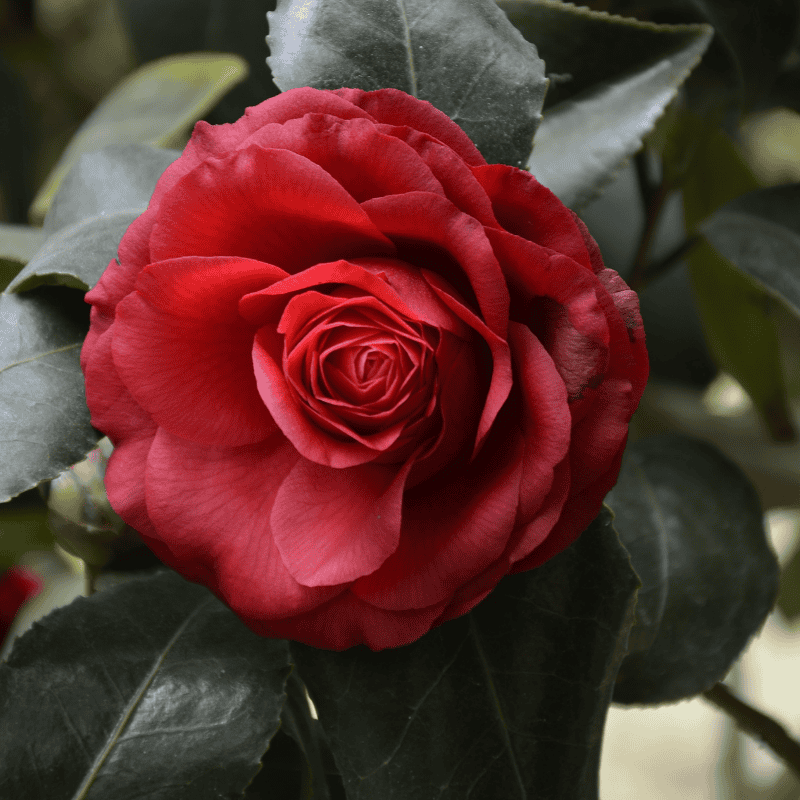 Rose Camp David Bush 20cm