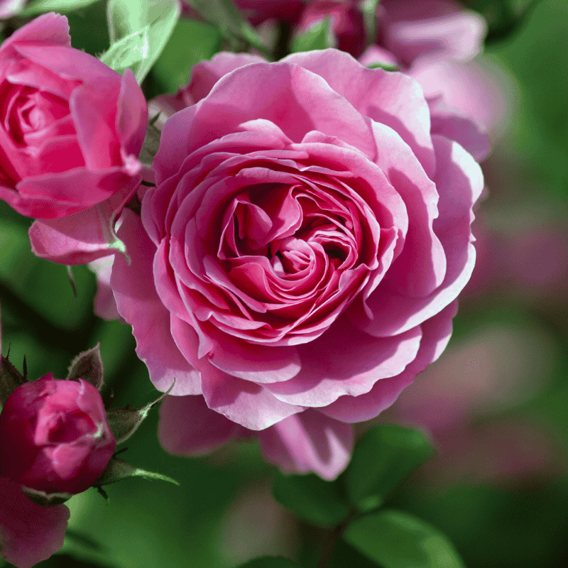 Rose Crazy in Love 20cm