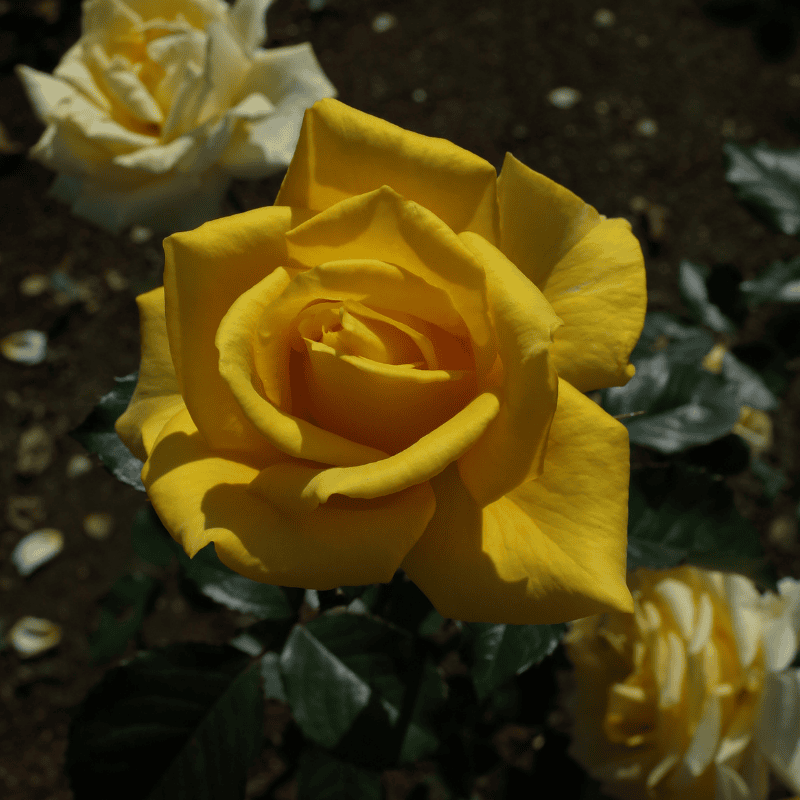 Rose Goldfinder 20cm
