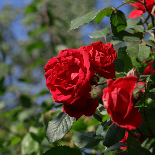 Rose Scarlet Bonica Bush 20cm
