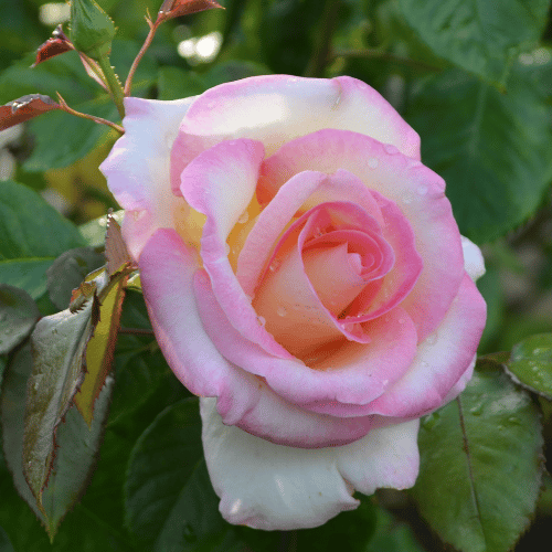 Rose Seduction 3ft Standard 25cm