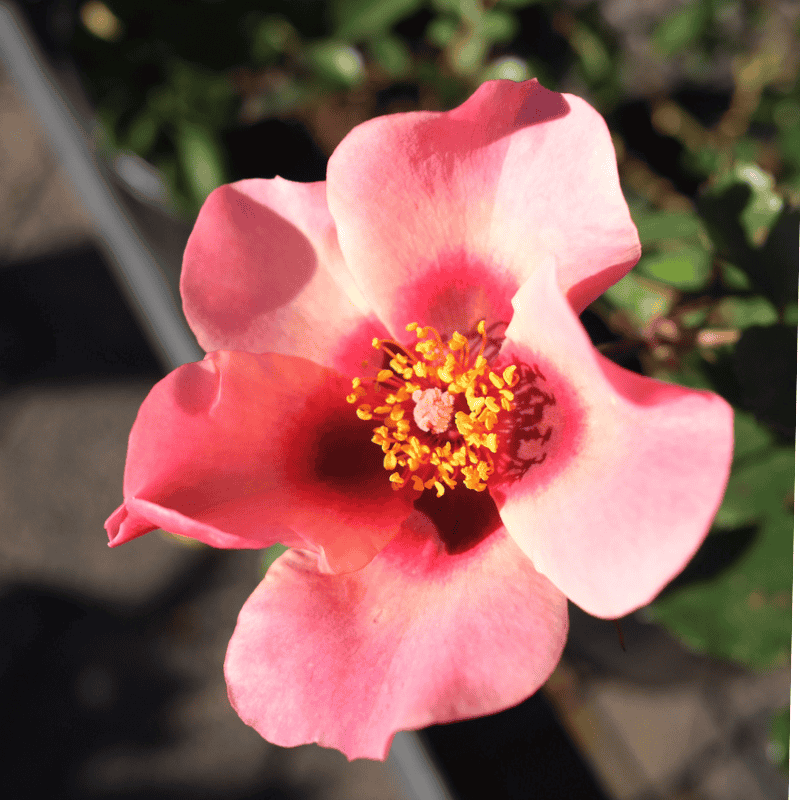 Rose For Your Eyes Only Bush 20cm