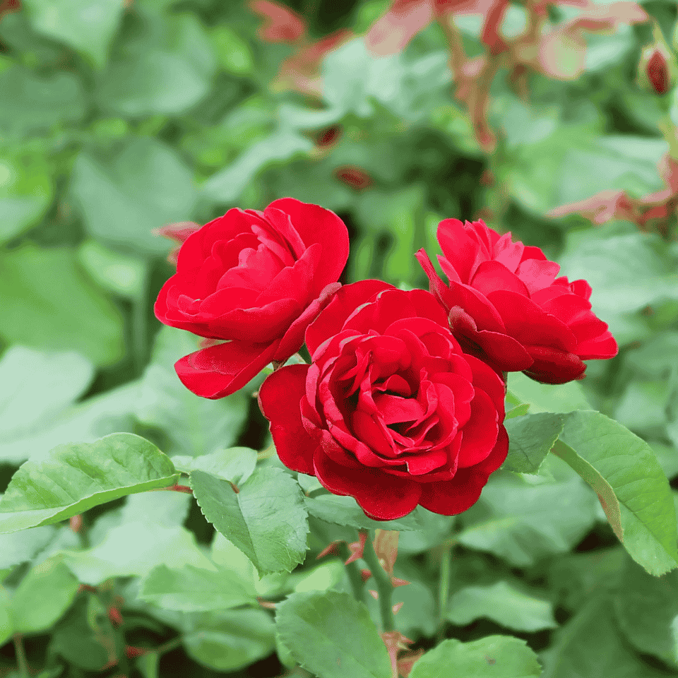 Rose 'Dublin Bay' Climbing 20cm