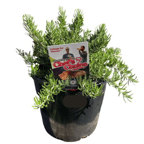 Rosemary Chef's Choice 20cm