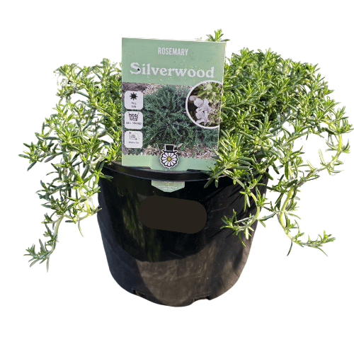 Rosemary Silverwood 20cm