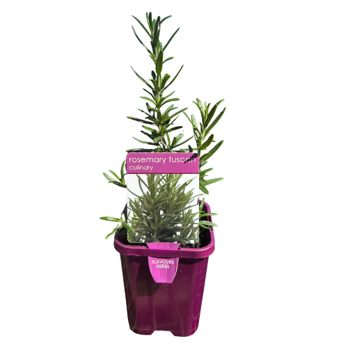 Rosemary Tuscan 10cm