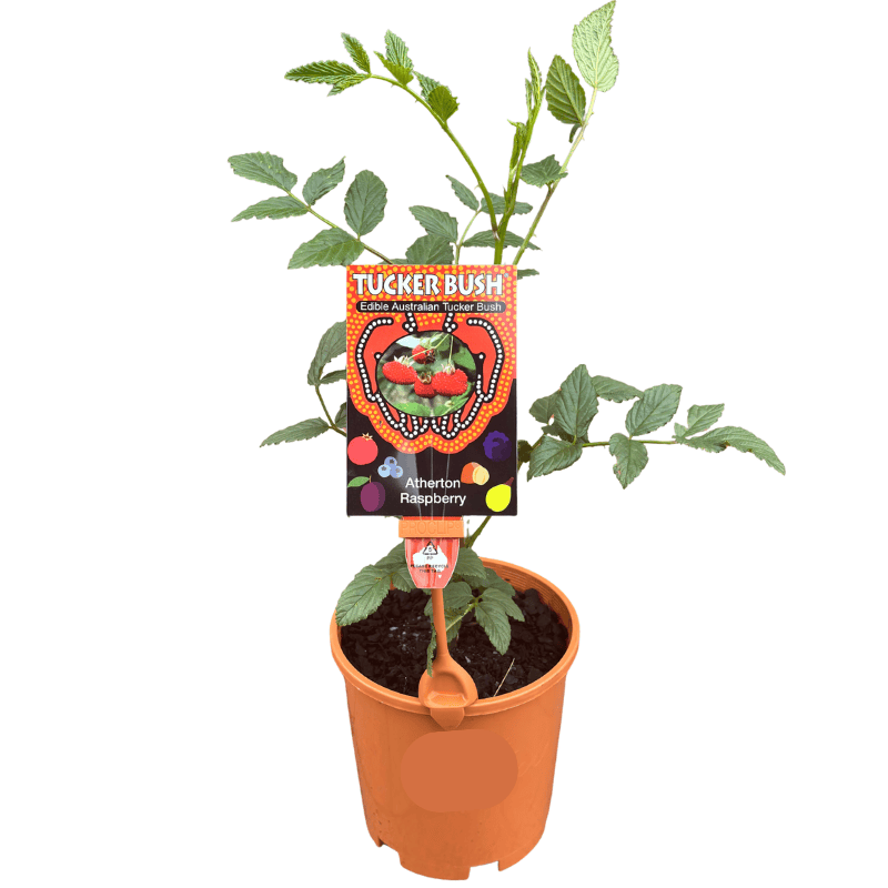 Tucker Bush 'Atherton Raspberry' - Rubus probus 14cm