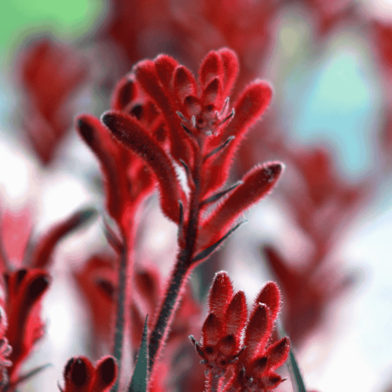 Kangaroo Paw 'Ruby Velvet' 18cm