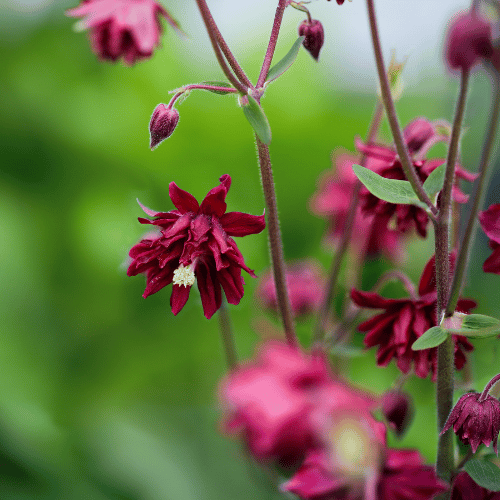 Aquilegia Ruby Port 14cm