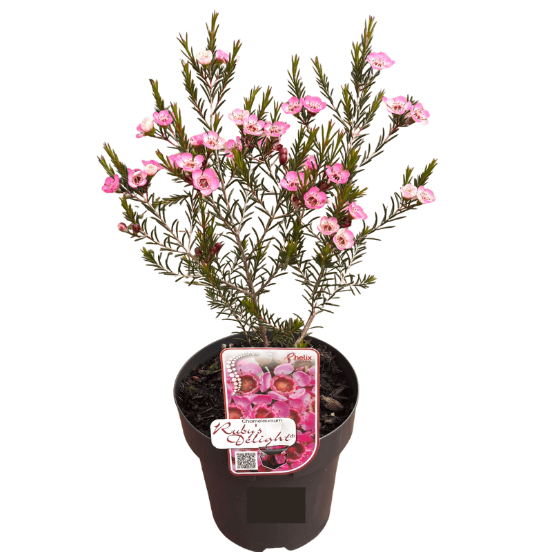 Chamelaucium Ruby's Delight 18cm