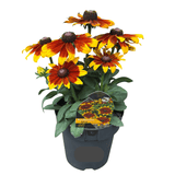 Rudbeckia Assorted 18cm