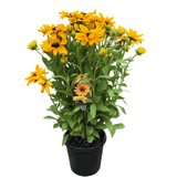 Rudbeckia Assorted 20cm