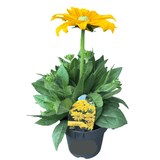 Rudbeckia Assorted 18cm