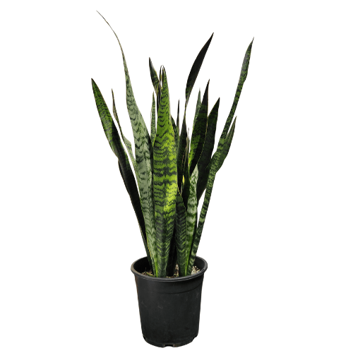 Sansevieria trifasciata Green 25cm