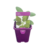Sage Berggarten 10cm