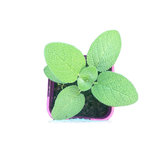Sage Berggarten 10cm