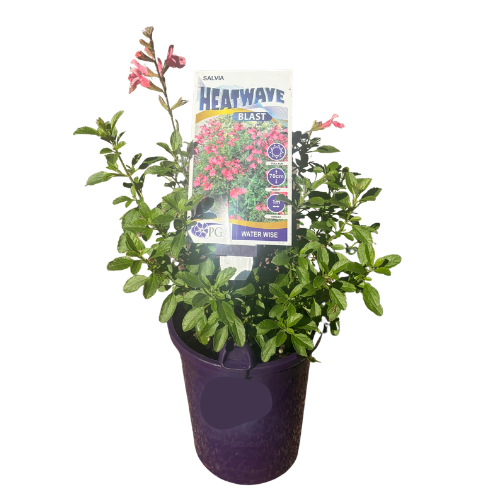 Salvia Heatwave Blast 14cm