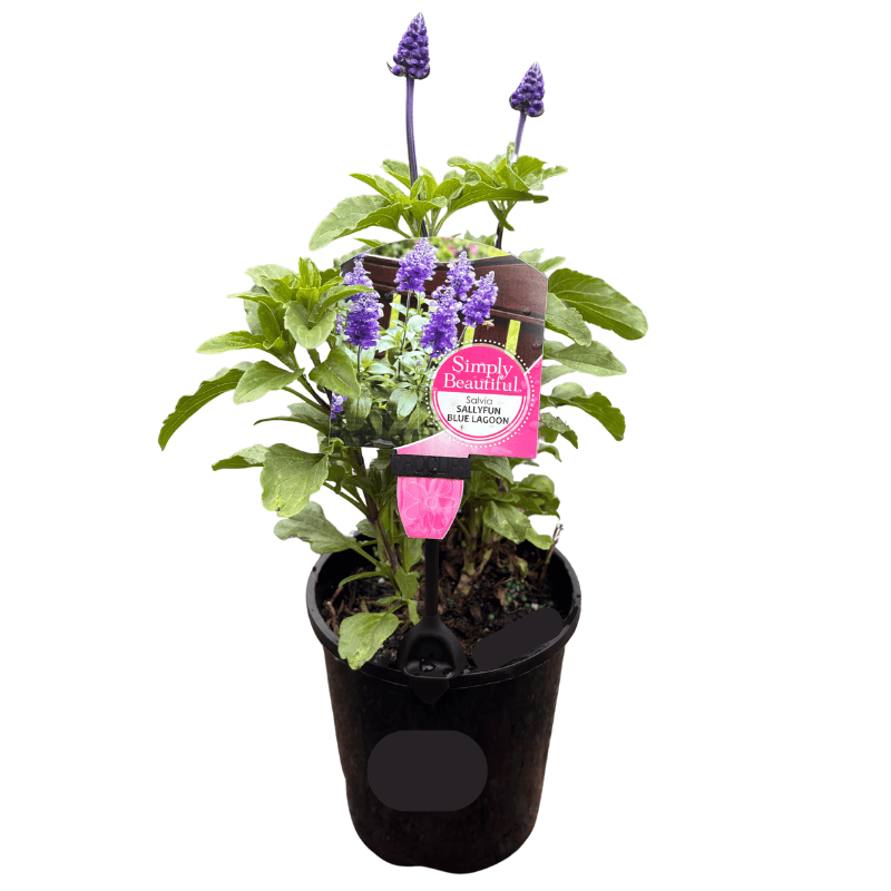 SALVIA 'BLUE LAGOON' 14CM