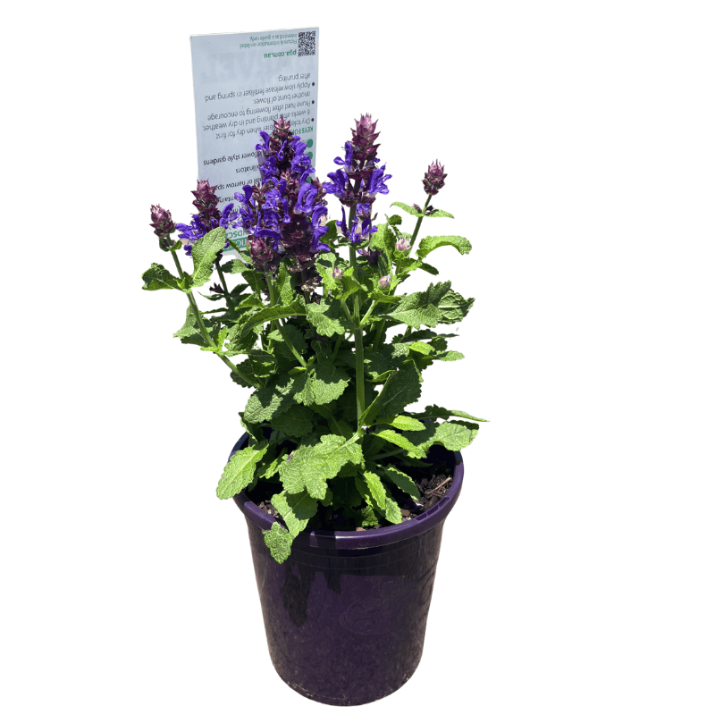 Salvia Blue Marvel 14cm