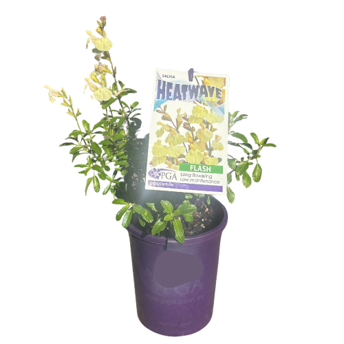 Salvia Heatwave Flash 14cm