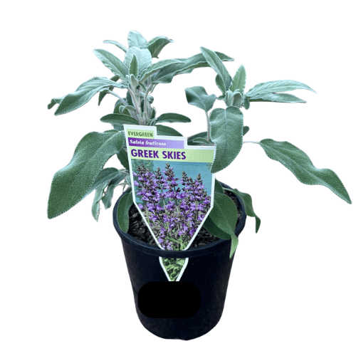 Salvia fruticosa 14cm