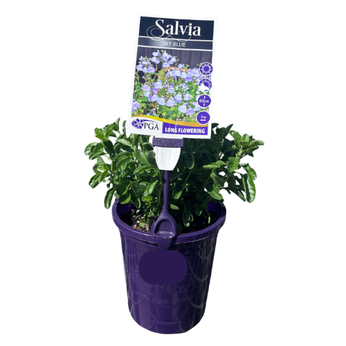 Salvia Sky Blue 14cm