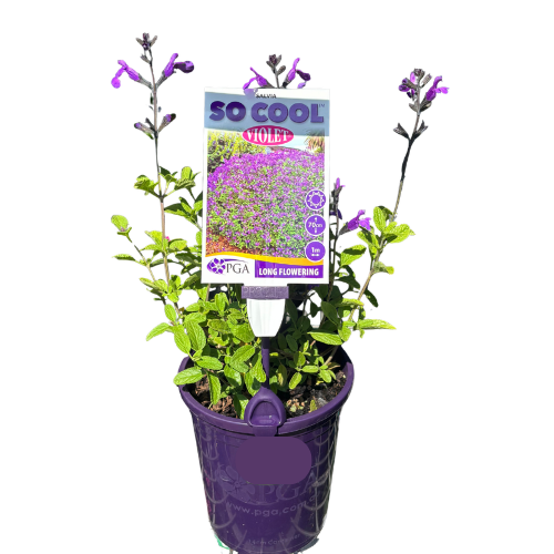 Salvia So Cool Violet 14cm