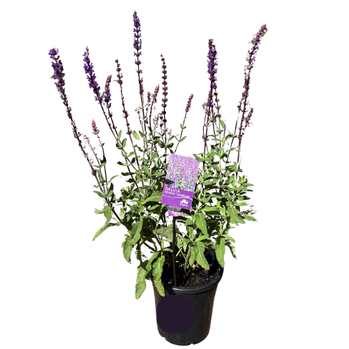 Salvia nemorosa Caradonna 17cm
