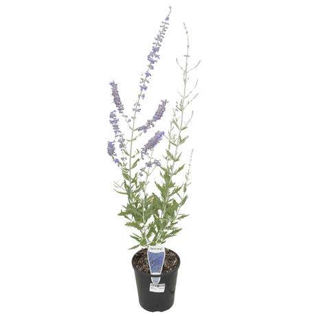 Salvia 'yangii '14cm