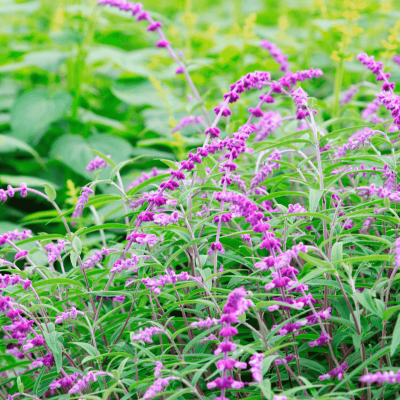 Salvia Santa Barbara 14cm