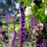 Salvia nemorosa Caradonna 17cm