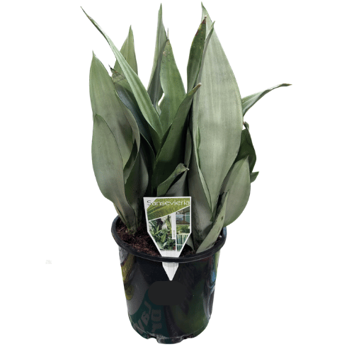 Sansevieria trifasciata Moonshine 20cm_