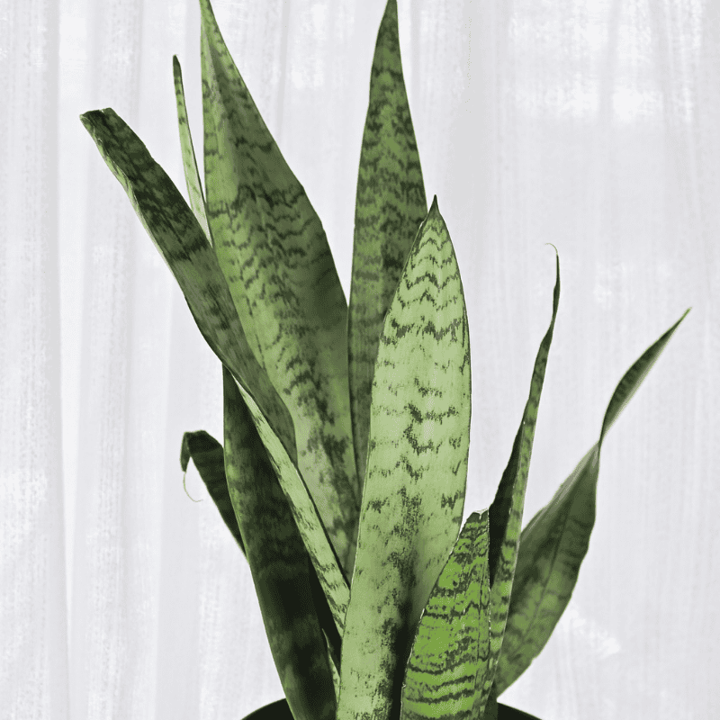 Sansevieria Robusta 20cm