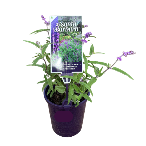 Salvia Santa Barbara 14cm