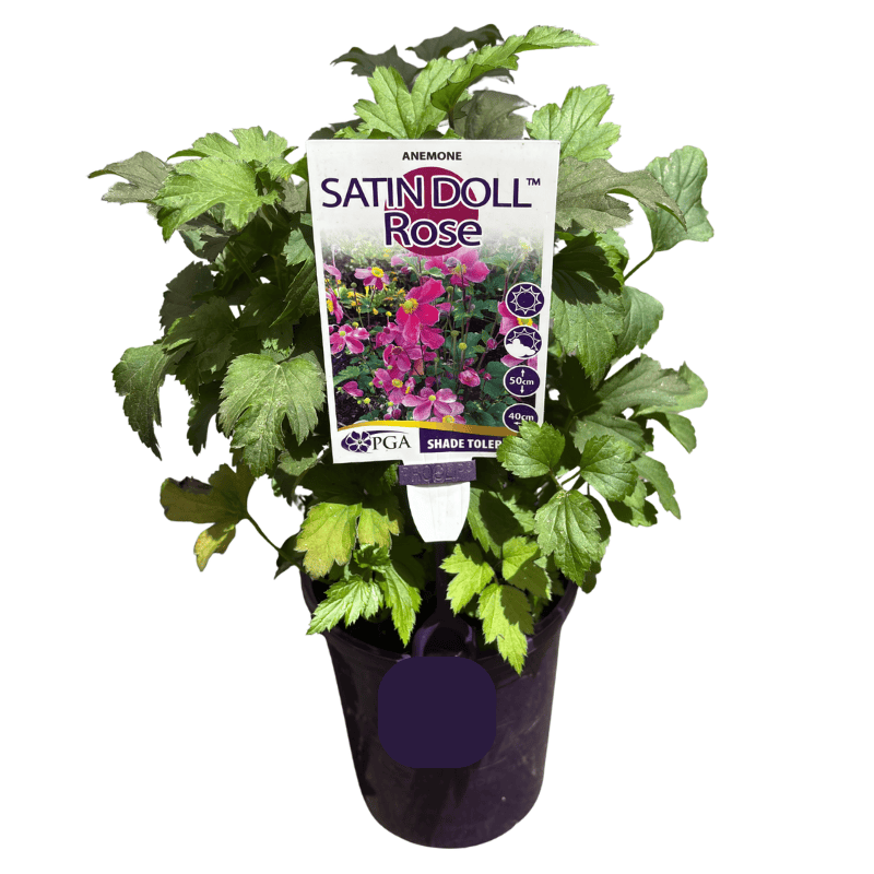 Anemone Satin Doll Rose 14cm