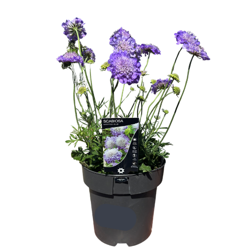 Scabiosa Mariposa Blue 18cm