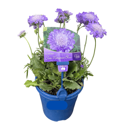 Scabiosa Elite Blue 15cm