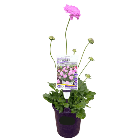 Scabiosa Powder Puff Perfection 14cm