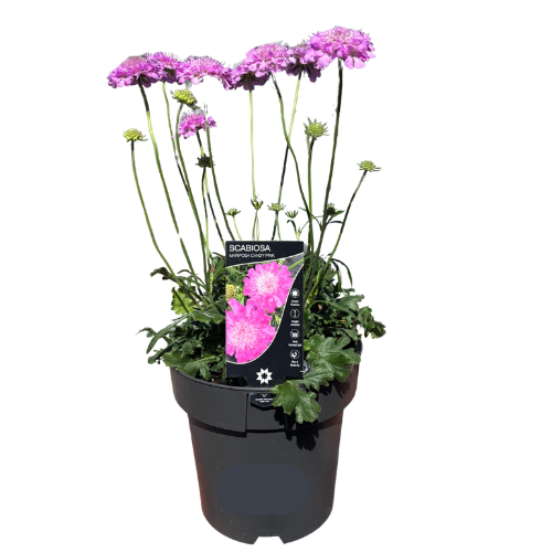 Scabiosa Mariposa Candy Pink 18cm