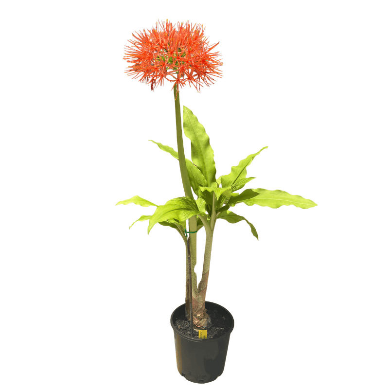 Scadoxus 20cm