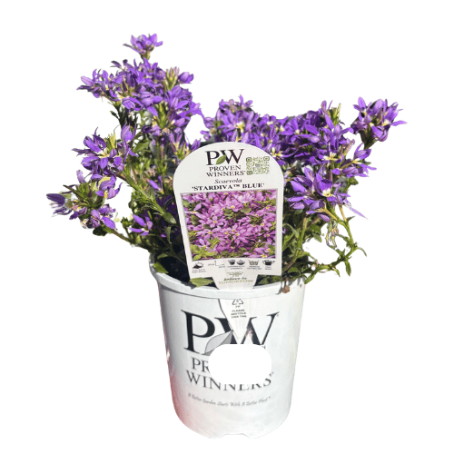 Scaevola Blue 14cm